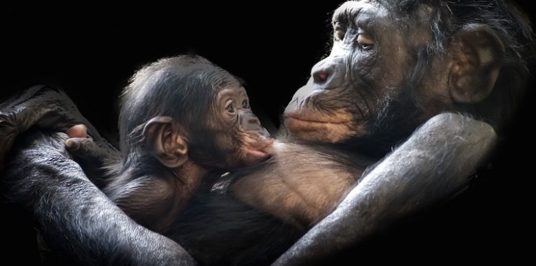 protective gorilla mum and baby